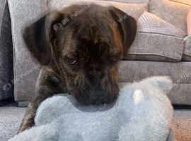 Rehoming due to allergic