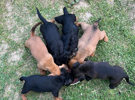 Cockerdale pups (cocker spaniel x patterdale)
