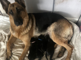 3 female puppy ready to home