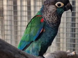Pearly Conure Manchester