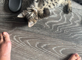 Super cute kittens