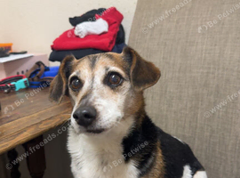 Jack Russell cross