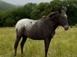 Appaloosa Filly for sale