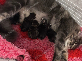 MAINECOON X BENGAL KITTENS