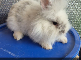 Friendly Baby Rabbits