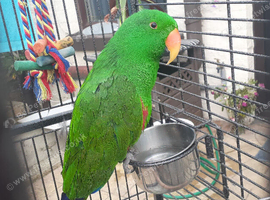 Young ecletus parrot talking