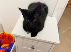 Stunning kitten