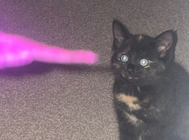 Last little lady to find her forever home
