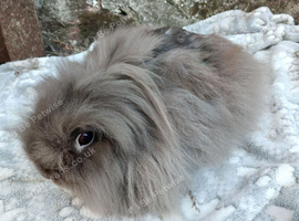 Stunning Chocolate DM Lionhead adult female rabbit
