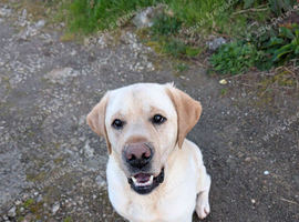 KC registered male Labrador