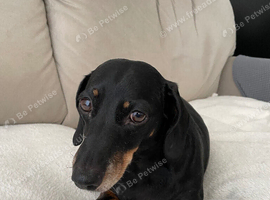 Black and Tan Dachshund Boy