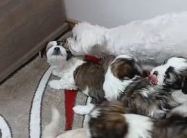 Maltese mix Havanese puppies