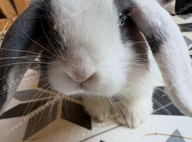 Baby mini lop