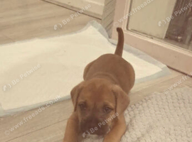 Male Mixed breed puppy for sale in oxford
