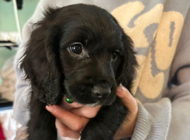 1 cocker spaniel puppies