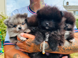 Pomeranian puppy