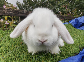 Various young mini Lops