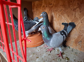Stock racing pigeons