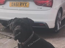 4 year old cane corso