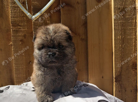 Chow chows