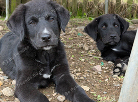 Gorgeous chunky Labernese puppies