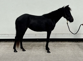 Show pony type
