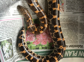 2 male Mullers sand boas (rare)