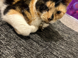 Beautiful calico girl
