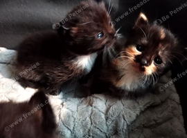 Kittens 6 weeks old