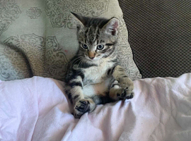 Kittens