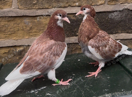Young Birmingham roller pigeons