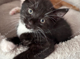 13 weeks old Kittens Looking for a Loving Forever Home!