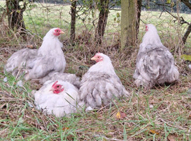 Pekin bantam hatching eggs and day old chicks