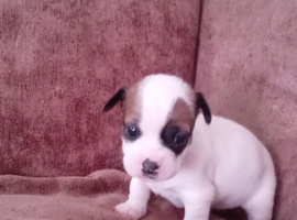 Jack Tzu puppies for sale