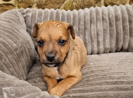 Patterjack pup last boy