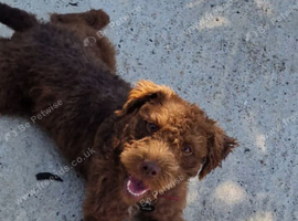 Patterdale pups (nick stevens lines)