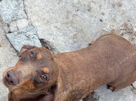 Beautiful dachshund boy