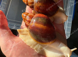 Archachatina rhodostoma albino giant land snail