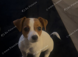 Last female  jack Russel puppy