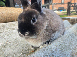 Handsome Netherland Dwarf Buck