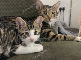 Female tabby cat