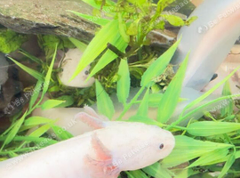 Axolotls For Sale - dirty leucistic in Nuneaton