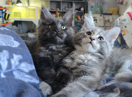 Tica Registered Maine coons Ready Now!
