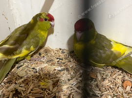 Young baby kakarikis