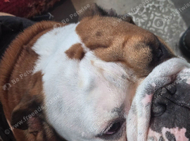 Bulldog for rehoming
