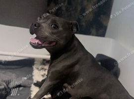 KC and champion bloodline Staffordshire bull terrier puppies