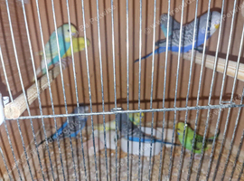 Baby budgies