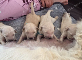 Golden retriever pups  only  3 males available  absolutely stunning litter