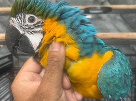 Ready Now Baby HandReared Friendly Super Tame Cuddly Blue & Gold Parrot,10