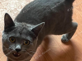 8 month old tom British shorthair